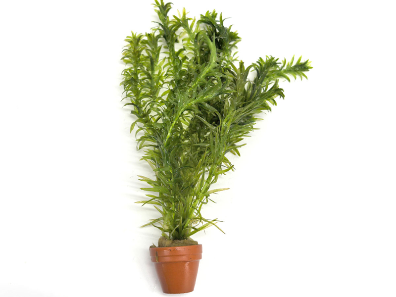 Egeria-densa-TR-Dichtblättrige-Wasserpest